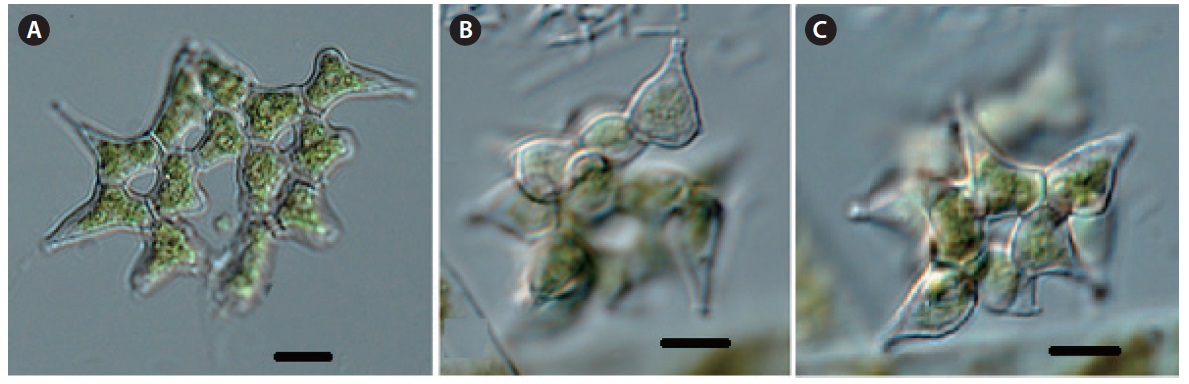 Pediastrum asymmetricum Hegewald et Yamagishi (A-B: each other colony, B-C: other focusing photographers). Scale bars, 10 μm.
