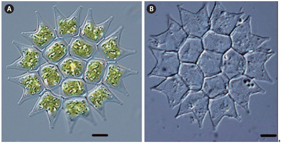 Pediastrum boryanum var. cornutum (Raciborski) Sulek (A-B: each other colony). Scale bars, 10 μm.