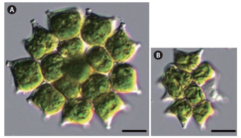 Pediastrum boryanum var. pseudoglabrum Parra (A-B: each other colony). Scale bars, 10 μm.