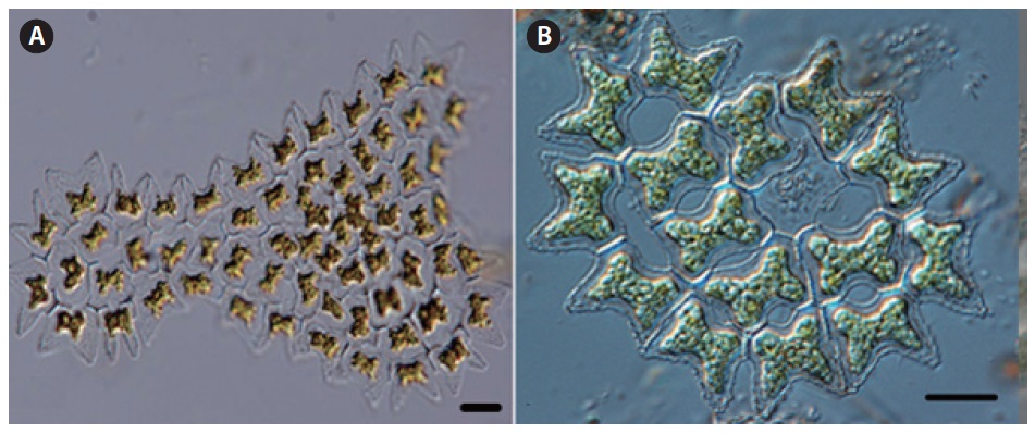 Pediastrum argentiniense Bourrelly et Tell in Tell (A-B: each other colony). Scale bars, 10 μm.