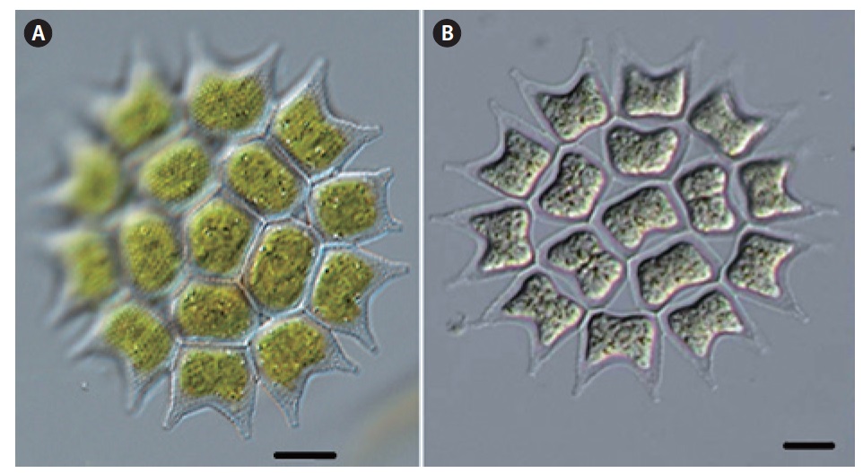 Pediastrum subgranulatum (Raciborski) Komarek et Jankovska (A-B: each other colony). Scale bars, 10 μm.