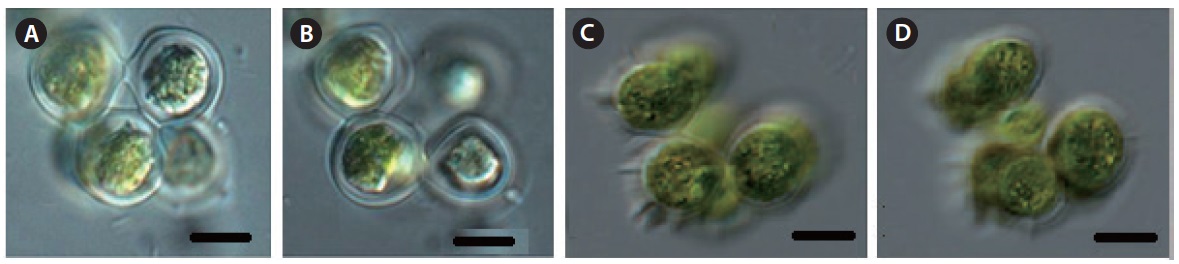 Coelastrum microporum var. octaedricum (Skuja) Sodomkova (A-B and C-D: other colonies and focusing photographers). Scale bars, 10 μm.