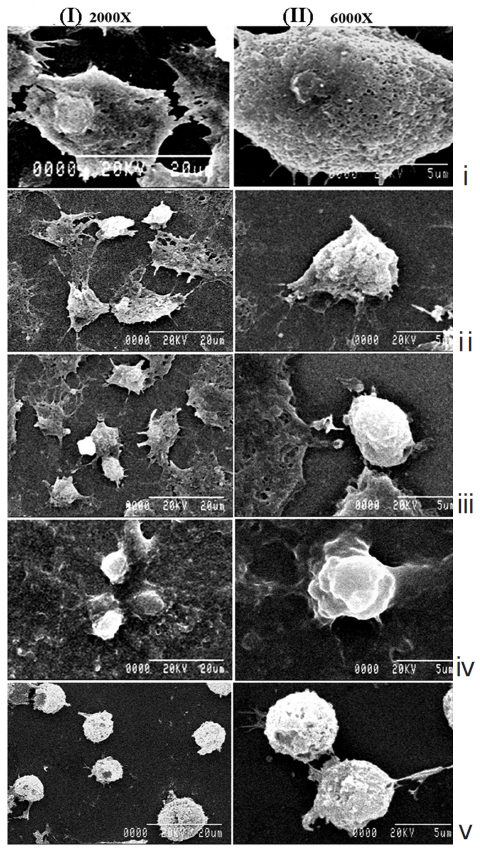 Analysis of cellular morphology by scanning electron microscopy
at (I) 2000x and (II) 6000x magnifications: (i) untreated,
(ii) 6C placebo-treated, (iii) 30C placebo-treated, (iv) Condurango
6C-treated and (v) Condurango 30C-treated cells.