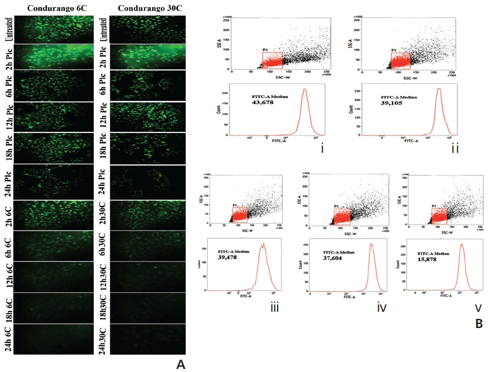Analysis of MMP changes by (A) fluorescence microscopy and (B) flowcytometry in Condurango 6C and 30C-treated cells against drug-untreated cells. (i) untreated, (ii) 6C placebo-treated, (iii) 30C placebo-treated, (iv) Condurango 6C-treated, and (v) Condurango 30C-treated cells.