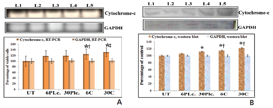 Analysis of the dose dependence of cytochrome-c translocation by using (A) RT-PCR and (B) western blot. L1-untreated, L2-6C-placebo, L3-30C-placebo, L4-Condurango 6C and L5-Condurango 30C. Results are average ± SD. Signi？cance levels are presented as *P < 0.05 untreated (UT) vs Condurango 6C and 30C, #P < 0.05 placebo (6C) vs Condurango 6C and † P < 0.05 placebo (30C) vs Condurango 30C.