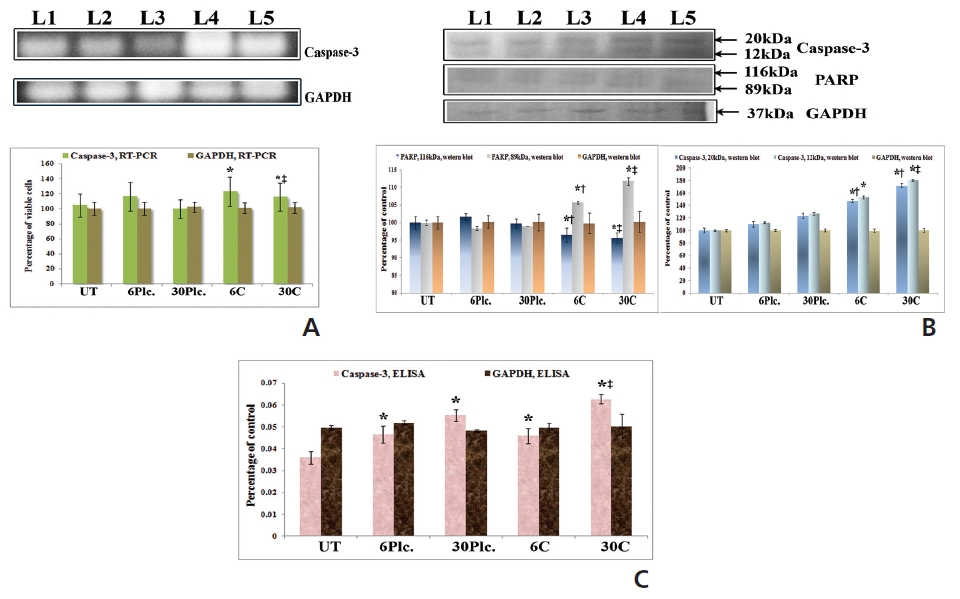 Caspase-3 activation by using (A) RT-PCR, (B) ELISA and (C) western blot and PARP-cleavage by western blot analysis. L1-untreated, L2-6C-placebo, L3-30C-placebo, L4-Condurango 6C and L5-Condurango 30C. Results are averages ± SDs. Signi？cance levels are presented as *P < 0.05 untreated (UT) vs Condurango 6C and 30C, †P < 0.05 placebo (6C) vs Condurango 6C and ‡P < 0.05 placebo (30C) vs Condurango 30C.