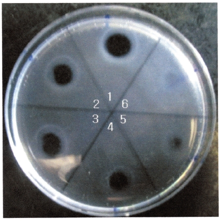 Fibrin plate assay to determine the fibrinolytic activity of
FE-32kDa from G. b. siniticus venom. (1: 0.5 mg/mL, 2: 0.4 mg/mL, 3:
0.3 mg/mL, 4: 0.2 mg/mL, 5: 0.1 mg/mL, and 6: 0.05 mg/mL).