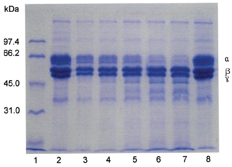 SDS-PAGE of fibrinogen treated with FE-32kDa from G. l.
siniticus venom. (lane 1: molecular weight marker, lanes 2-7: fibrinogen
treated with FE-32kDa for 0, 30, 60, 120, 240, and 360 minutes at
37℃, respectively, and lane 8: fibrinogen treated without the enzyme
for 360 minutes). The greek letters at the right side are the names of
the fibrinogen chains.