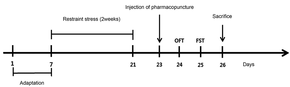 Experiment schedule. Animals were divided into three groups: normal control (n = 8), sham control (chronic immobilization stress
[CIS] + acupuncture; n = 8), and experimental (CIS + pharmacopuncture; n = 8). The normal control group was not restrained or exposed to acupuncture.
The sham control and the experiment groups were treated using a 100-μL syringe to inject 20 μL of saline or pharmacopuncture at the
acupoints HT7, SP6, and GV20. CIS, chronic immobilization stress; OFT, open-field test; FST, forced-swim test.