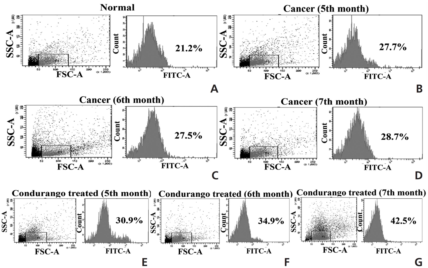 Analysis of ROS accumulation of perfused lung epithelial cells at different time points: (A) normal, (B)-(D) cancer at the 5th, 6th and 7th
month, respectively, and (E)-(G) drug-fed groups at the 5th, 6th and 7th month, respectively. FSC-A, Forwad light scatter-Area; SSC-A, side light
scatter-Area; FITC-A, Fluorescein insothiocyanate-Area.