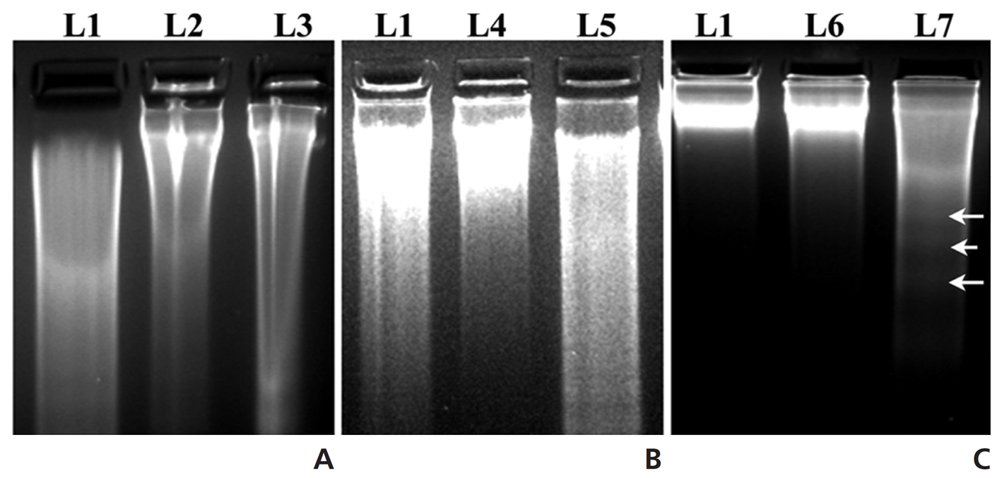 DNA fragmentation of rat lung DNA of different groups. (A) DNA fragmentation was absent at the 5th month of Condurango treatment
(L3) whereas cancerous DNA (L2) became slightly smeared. (B) No DNA fragmentation (L5) after Condurango treatment at the 6th month
whereas the cancerous DNA (L4) showed increased smearing. (C) A certain prominent increase of DNA fragmentation (L7) at the 7th month of
Condurango treatment (indicated with arrows) against cancerous DNA (L6). L1 is normal DNA.