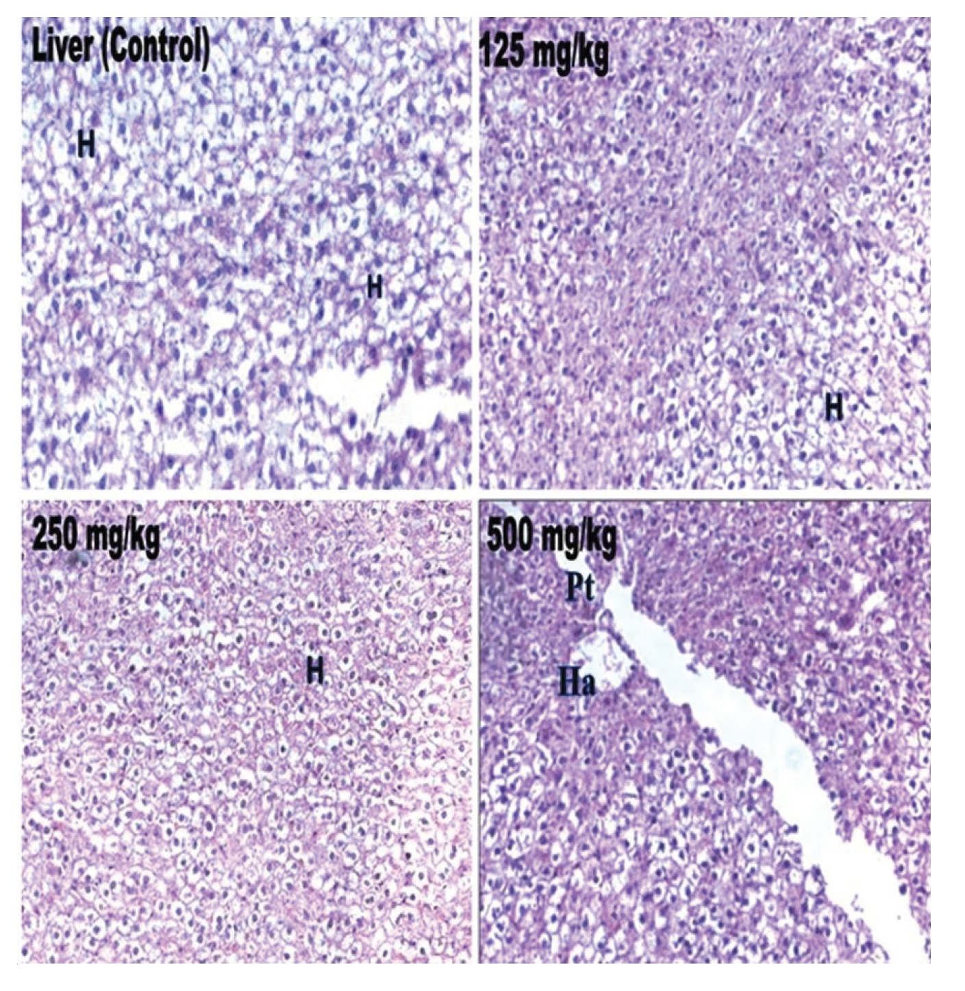 Histopathological examinations of rat liver sections from
the control rats and from the test rats treated with extract of W. volubilis.
H, hepatocytes; Ha, hepatic artery; Pt, portal track.