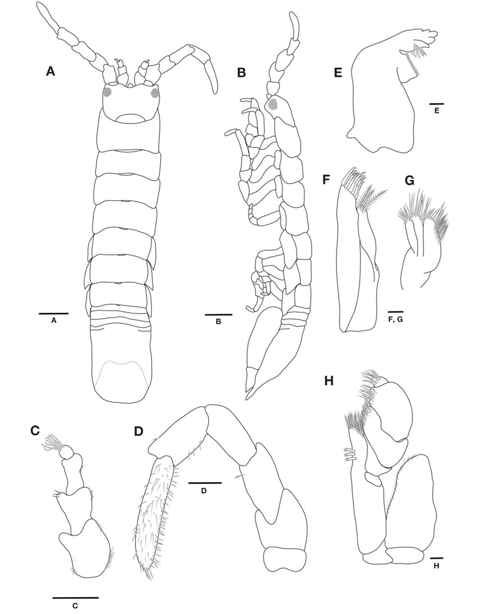 Cleantioides planicauda, male. A, Body, dorsal view; B, Body, lateral view; C, Antenna 1; D, Antenna 2; E, Mandible; F, Maxilla 1; G, Maxilla 2; H, Maxilliped. Scale bars: A, B=1 mm, C, D=0.2 mm, E-H=0.1 mm.