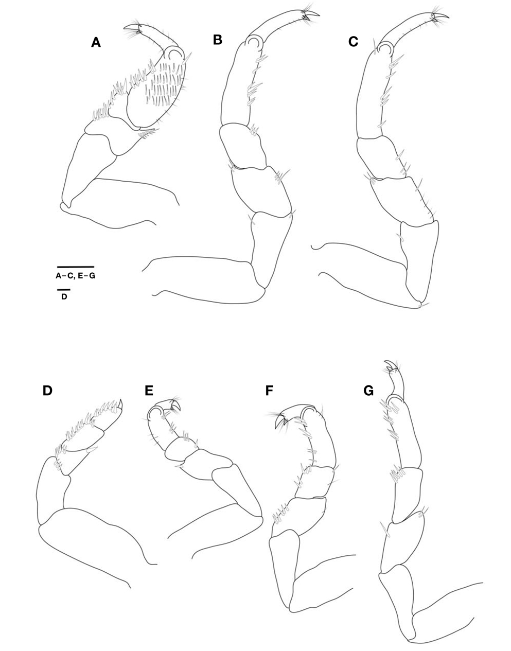 Cleantioides planicauda, male. A, Pereopod 1; B, Pereopod 2; C, Pereopod 3; D, Pereopod 4; E, Pereopod 5; F, Pereopod 6; G, Pereopod 7. Scale bars: A-C, E-G=0.2 mm, D=0.1 mm.
