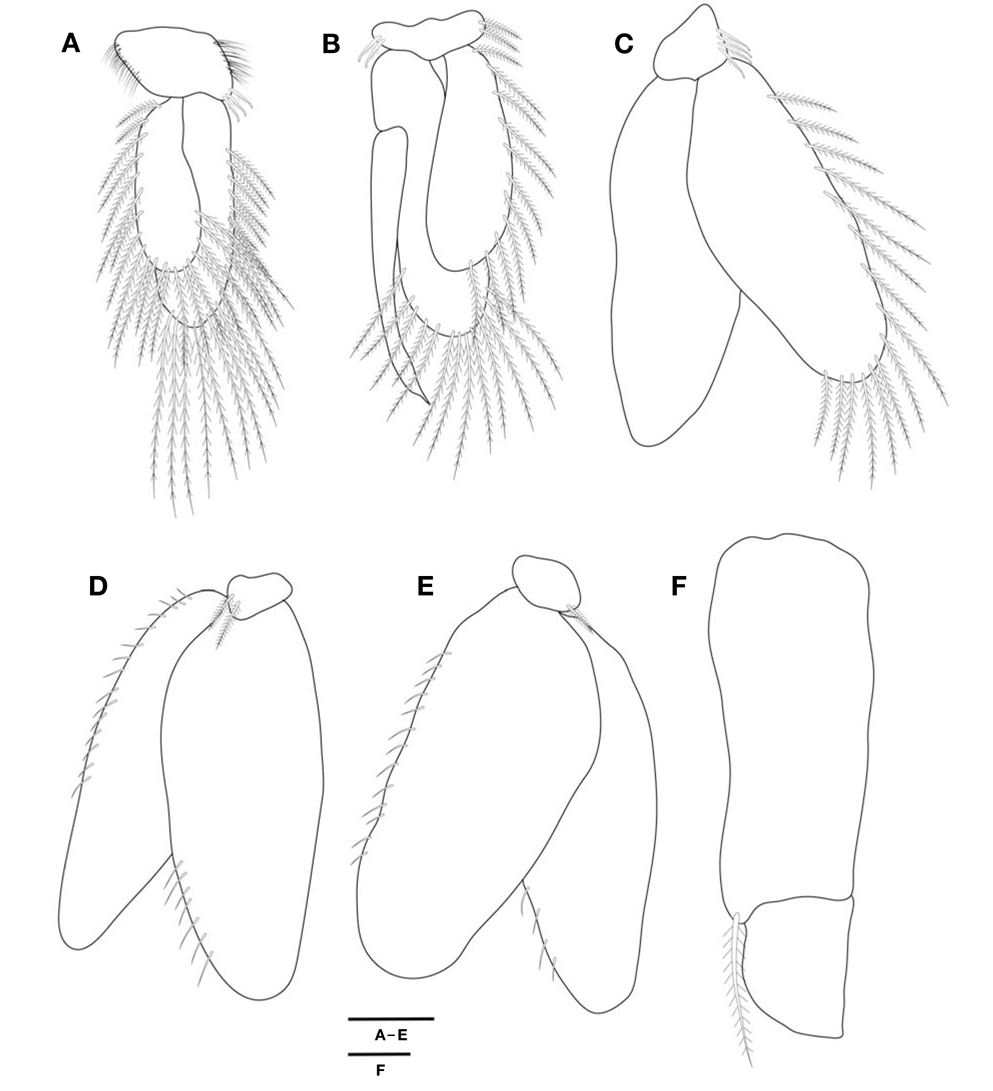 Cleantioides planicauda, male. A, Right pleopod 1; B, Left pleopod 2; C, Right pleopod 3; D, Right pleopod 4; E, Left pleopod 5; F, Uropod. Scale bars: A-F=0.2 mm.