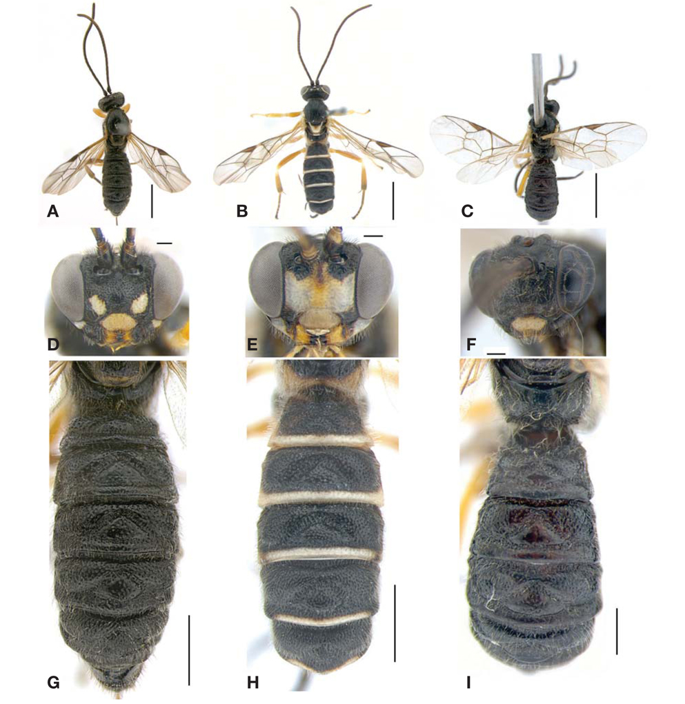 Korean Lycorininae. A-C, Habitus in dorsal view; A, Lycorina triangulifera; B, L. spilonotae; C, L. ruficornis; D-F, Head in frontal view; D, L. triangulifera; E, L. spilonotae; F, L. ruficornis; G-I, Metasoma in dorsal view; G, L. triangulifera; H, L. spilonotae; I, L. ruficornis. Scale bars: A？C=2 mm, D？F=0.2 mm, G, H=1 mm, I=0.5 mm.