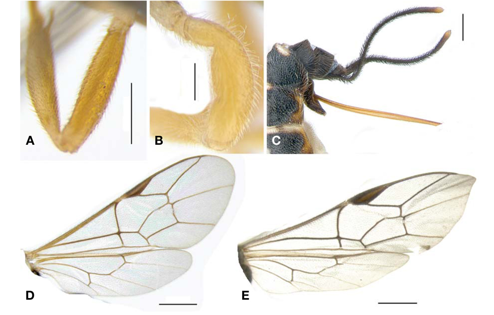 A, B, Fore femur in lateral view; A, Lycorina triangulifera; B, L. ruficornis; C, Hypopygium and ovipositor sheath of L. spilonotae; D, E, Wings; D, L. spilonotae; E, L. triangulifera. Scale bars: A, C=0.5 mm, B=0.2 mm, D, E=1 mm.