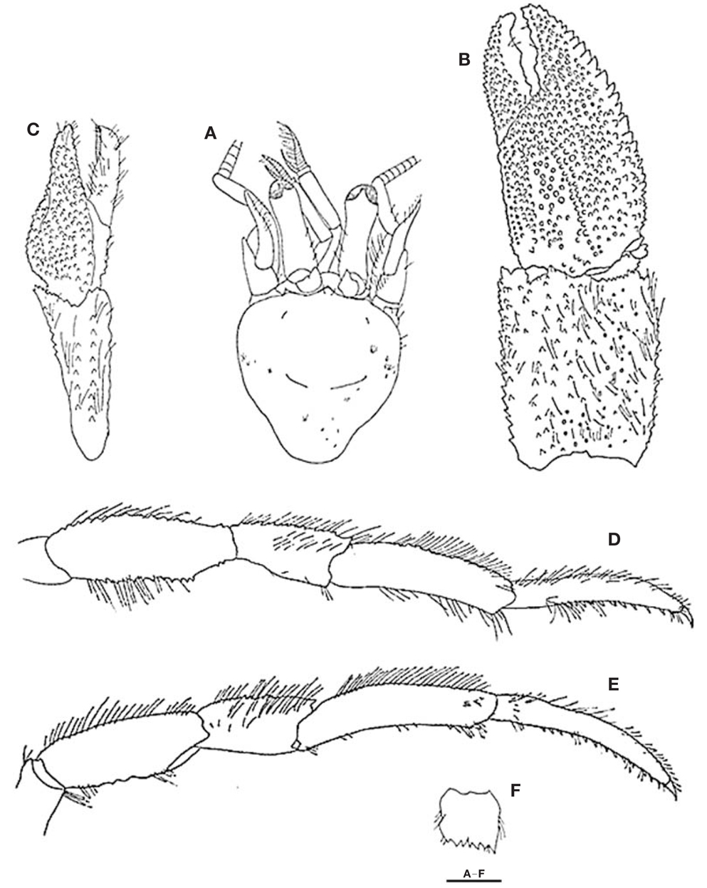 Pagurus undosus (Benedict, 1892), male. A, Shield and cephalic appendages; B, Right cheliped chela and carpus, dorsal; C, Left cheliped chela and carpus, dorsal; D, Right second pereopod, lateral; E, Right third pereopod, lateral; F, Telson, ventral. Scale bar: A-F=2.0 mm.
