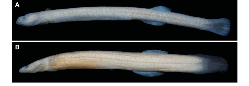 A, Luciogobius elongatus (NIBR-P13513, 32.8 mm standard length [SL]); B, Luciogobius platycephalus (NIBR-P13514, 44.5 mm SL) collected from the Gijang-gun, Busan, Korea.