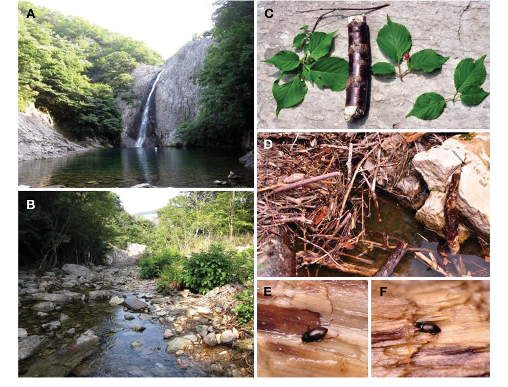 Habitat of Elmomorphus brevicornis Sharp in Byeonsanbando National Park. A, Jikso falls (30 m high); B, Jikso stream of lower area in mountain stream; C, Prunus sp. (family Rosaceae); D, Pile of decayed twigs of Prunus sp.; E, F, Crawling on decayed wood under water.