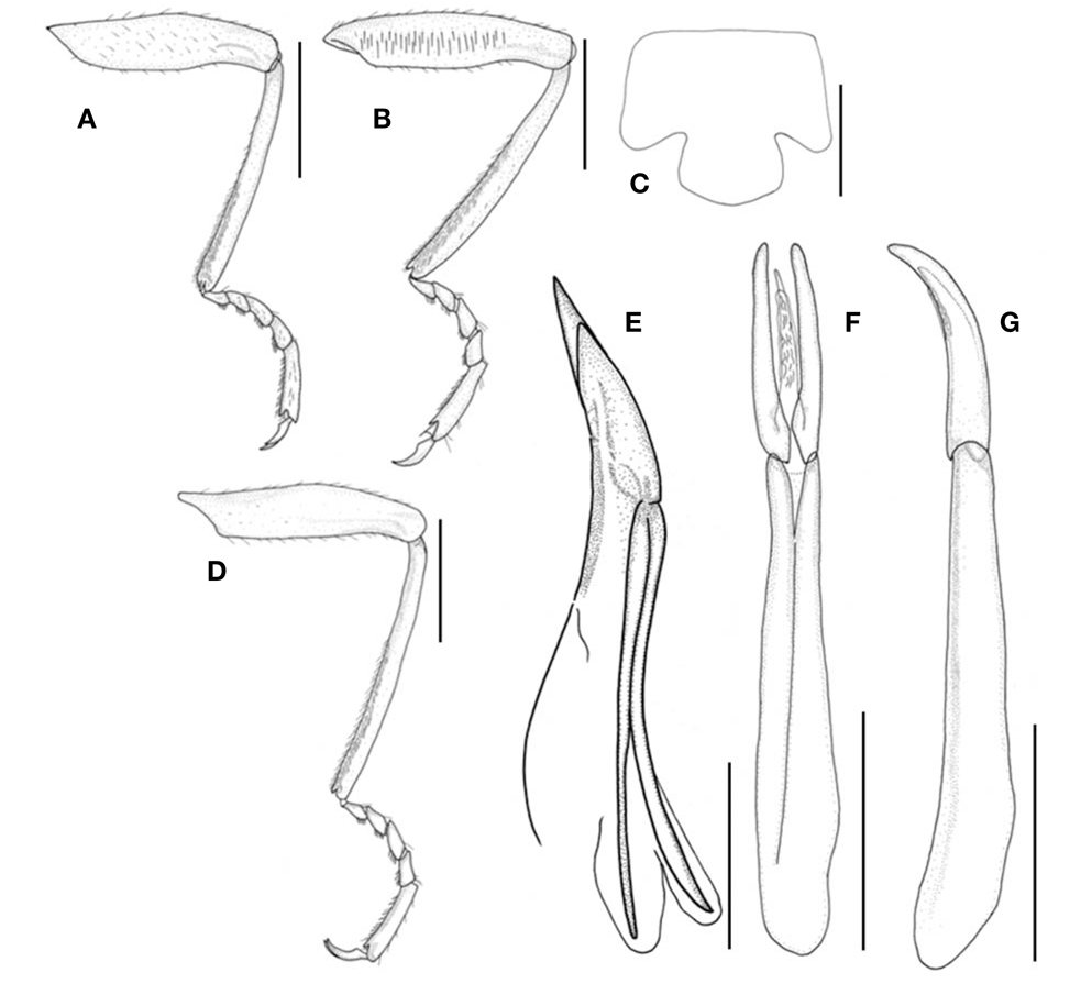Elmomorphus amamiensis Nomura. A, Fore leg, left, lateral view; B, Middle leg, left, lateral view; C, Prosternal process, ventral view; D, Hind leg, left; E, Ovipositor, ventral view; F, Genitalia, ventral view; G, Genitalia, lateral view. Scale bars: A-G= 0.5 mm.