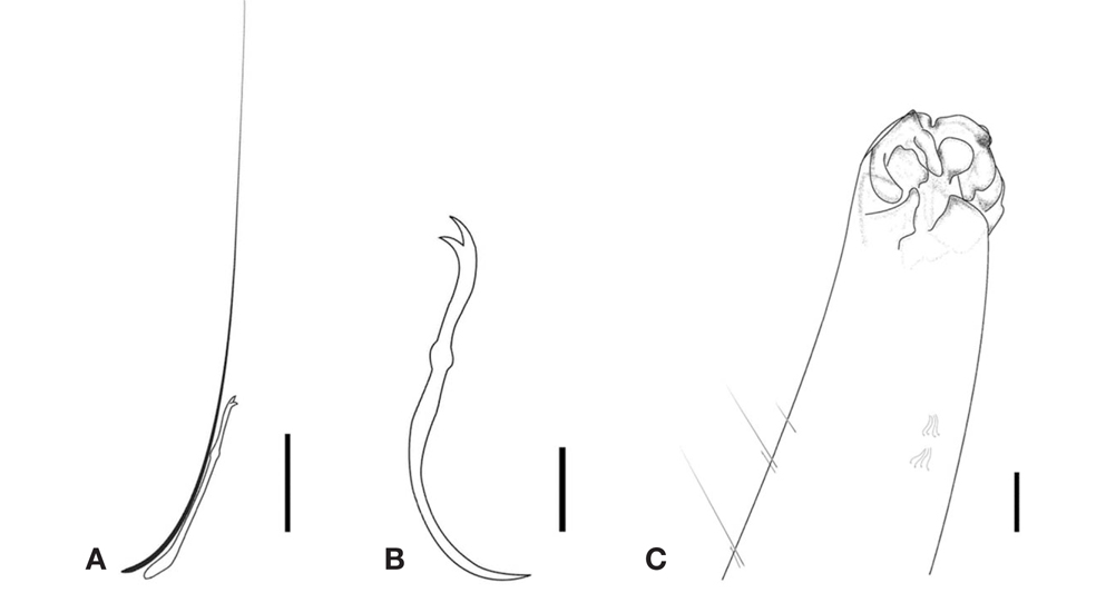 Dero dorsalis Ferroniere, 1899. A, Dorsal chaetal bundle of IV (length of bifid chaeta 30.43μm, length of hair chaeta 90.92 μm); B, Ventral chaeta of IV (length 36.37 μm); C, Branchial fossa and posterior gills, dorsal aspect. Scale bars: A, C= =10 μm, B=5 μm.