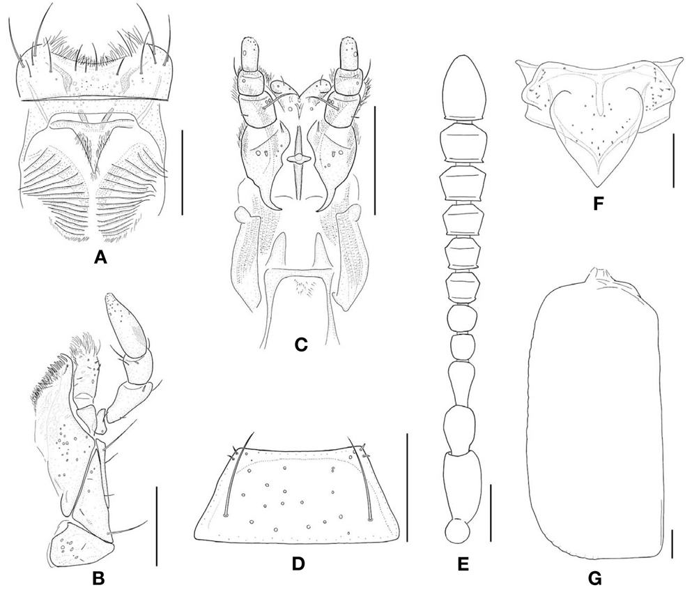 Omalium japonicum. A, Labrum, dorsal aspect; B, Maxilla, ventral aspect; C, Labium, ventral aspect; D, Mentum, ventral aspect; E, Antenna; F, Scutellum of mesothorax, dorsal aspect; G, Elytron, dorsal aspect. Scale bars: A-G=0.1 mm.