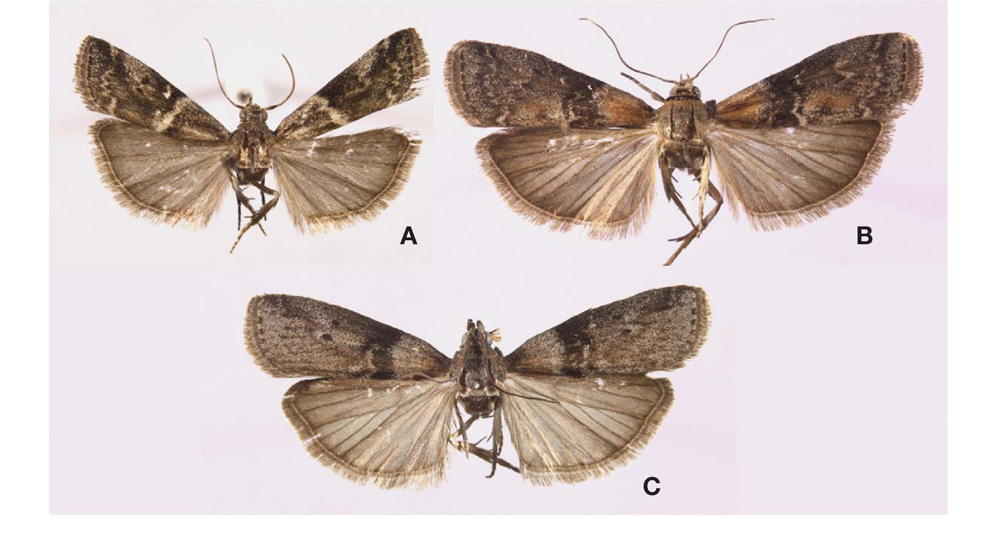 Adults of genus Sciota. A, S. cynicella(Christoph, 1881); B, S. adelphella(Fischer von Roslerstamm, 1836); C, S. fumella (Eversmann, 1844).