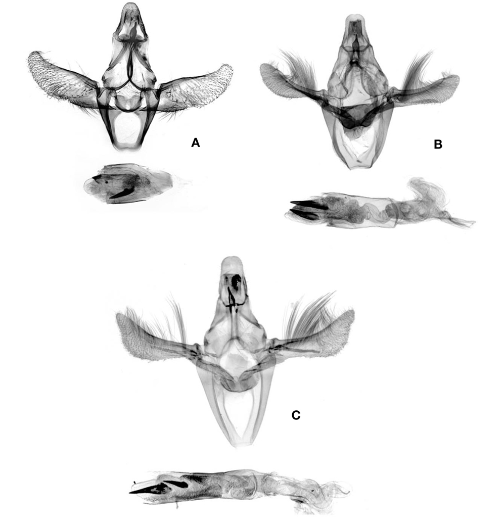 Male genitalia of genus Sciota. A, S. cynicella(Christoph, 1881); B, S. adelphella(Fischer von Roslerstamm, 1836); C, S. fumella(Eversmann, 1844).