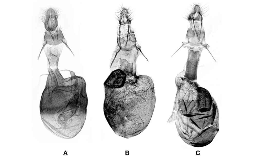 Female genitalia of genus Sciota. A, S. cynicella(Christoph, 1881); B, S. adelphella(Fischer von Roslerstamm, 1836); C, S. fumella(Eversmann, 1844).