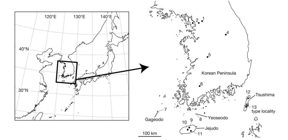 Map showing the collection localities of the specimens examined in this study (nos. 1-11), Tsushima Island, Japan, and the type locality of Orobdella tsushimensis Nakano, 2011.