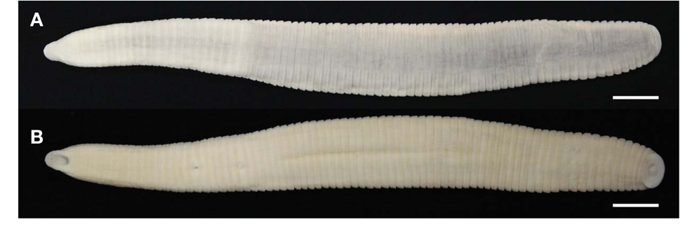 Orobdella tsushimensis Nakano, 2011 from Seoul, KUZ Z616. A, Dorsal view; B, Ventral view. Scale bars: A, B=5 mm.