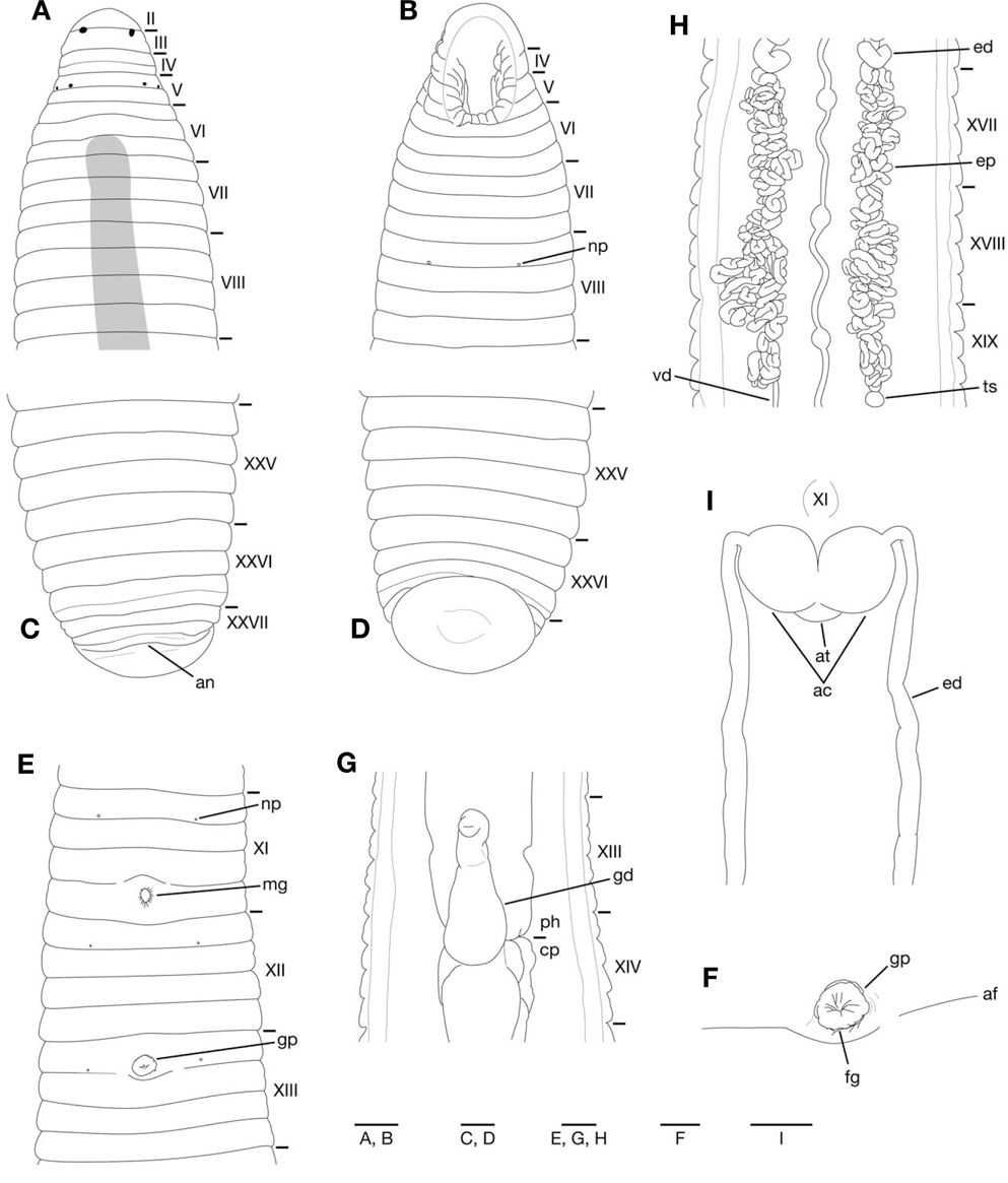 Orobdella tsushimensis Nakano, 2011 from Seoul, KUZ Z616. A, Dorsal view of somites I-VIII; B, Ventral view of somites IVIII; C, Dorsal view of somites XXV-XXVII and caudal sucker; D, Ventral view of somites XXV-XXVII and caudal sucker; E, Ventral view of somites XI-XIII; F, Ventral view of gastropore and female gonopore; G, Ventral view of gastroporal duct; H, Dorsal view of epididymides and ventral nervous system; I, Dorsal view of male atrium showing position of ganglion XI. ac, atrial cornua; af, annular furrow; an, anus; at, atrium; cp, crop; ed, ejaculatory duct; ep, epididymis; fg, female gonopore; gd, gastroporal duct; gp, gastropore; mg, male gonopore; np, nephridiopore; ph, pharynx; ts, testisac; vd, vas deferens. Scale bars: A-E, G-I=1 mm, F=0.5 mm.
