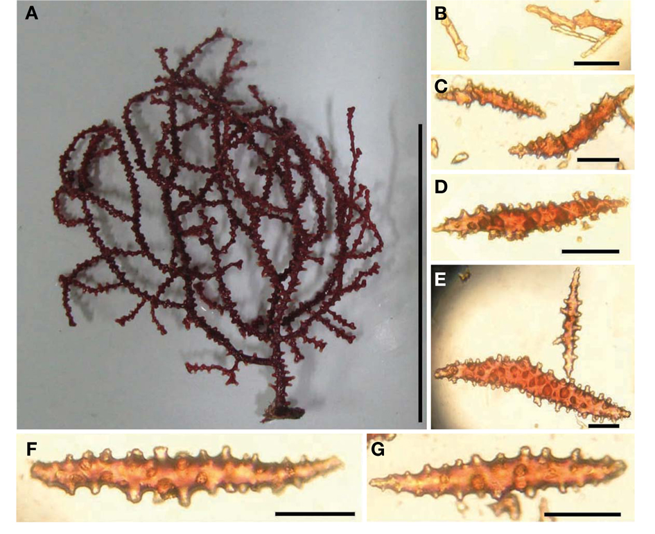 Anthogorgia japonica. A, Colony; B-G, Spicules. B, Tentacle; C, Anthocodia; D, Calyx; E, Coenenchyme (basal part); F, Coenenchyme (stem); G, Coenenchyme (branch). Scale bars: A=10 cm, B-G=0.1 mm.