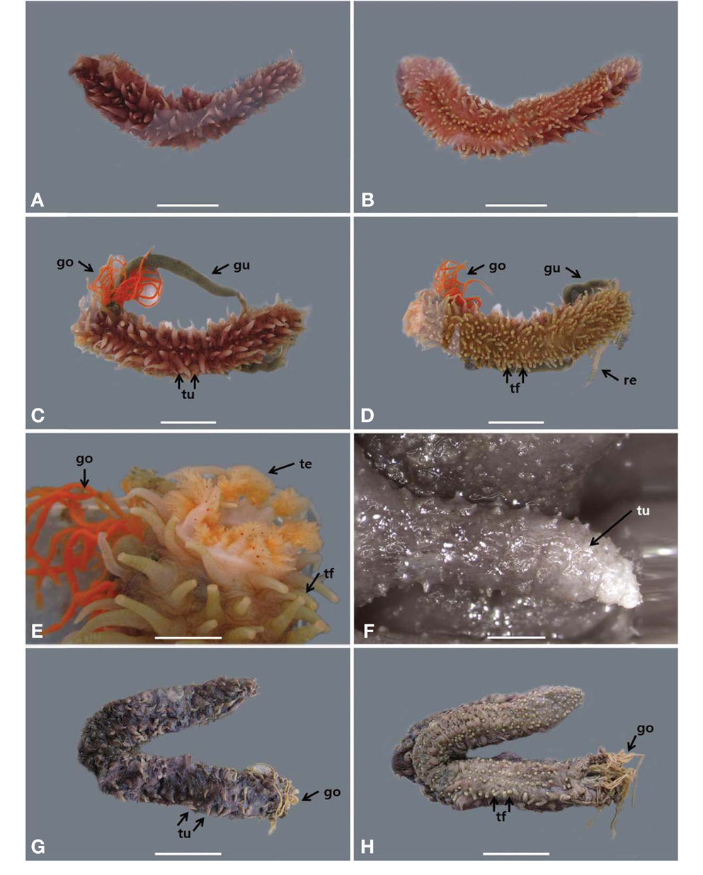Synallactes nozowai. A-E, Specimens in life; F-H, Specimens in alcohol. A, G, Dorsal side; B, H, Ventral side; C, Dorsal side with extruded gonads and gut; D, Ventral side with extruded gonads and gut; E, Tentacles, tube feet and gonads; F, Dorsal tubercle with small warts. go, gonad; gu, gut; re, respiratory tree; te, tentacle; tf, tube feet; tu, tubercle. Scale bars: A-D, G, H=3 cm, E=2cm, F=1mm.