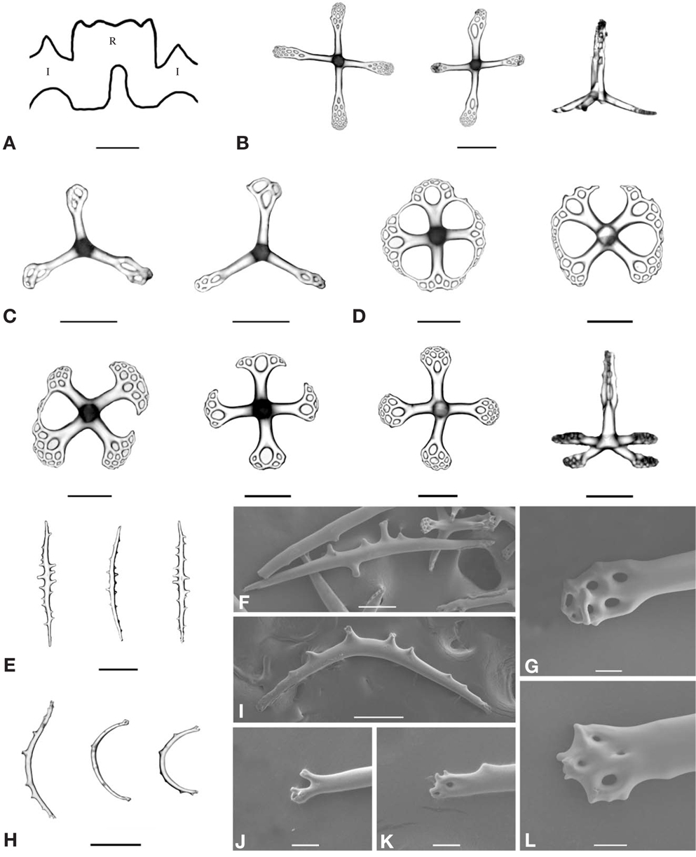 Synallactes nozowai. A, Calcareous ring; B, Table with four-armed disk from dorsal body wall; C, Table with three-armed disk from dorsal body wall; D, Table with four-armed disk from ventral body wall; E, F, Rods of tube feet; G, End of rod of tube feet; H, I, Curved rods of tentacle; J-L, End of curved rod of tentacle. I, interradial; R, radial. Scale bars: A=2 mm, B=200 μm, C-F, H, I=100μm, G, J-L=25μm.