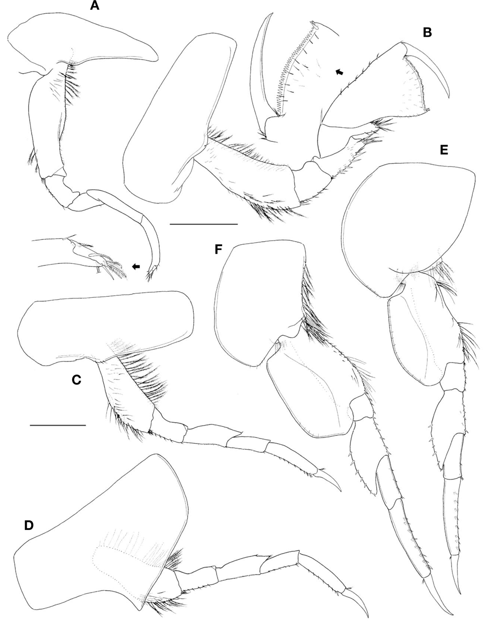 Cryptodius kelleri (Bruggen, 1907), female, 6.6 mm: A, Gnathopod 1; B, Gnathopod 2; C, Pereopod 3; D, Pereopod 4; E, Pereopod 5; F, Pereopod 6. Scale bars: A-F=0.4 mm.