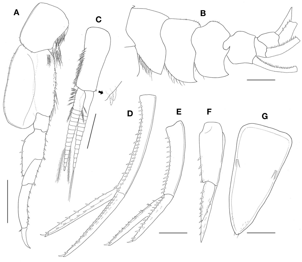 Cryptodius kelleri (Bruggen, 1907), female, 6.6 mm: A, Pereopod 7; B, Pleonites; C, Pleopod 1; D, Uropod 1; E, Uropod 2; F, Uropod 3; G, Telson. Scale bars: A-C=0.4 mm, D-F=0.2 mm, G=0.1 mm.