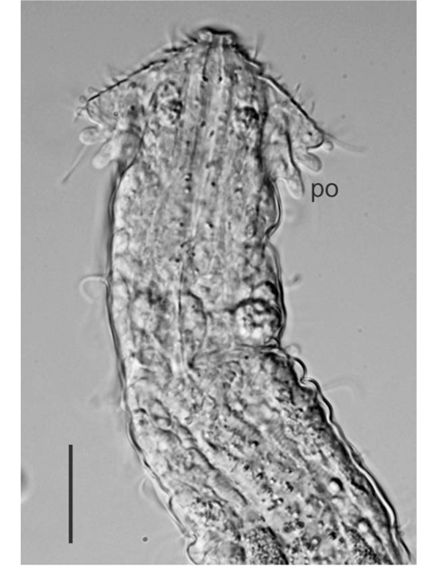 Dendrodasys duplus n. sp., head and the anterior intestinal region, DIC micrographs. po, pestle organ. Scale bar=20 μm.