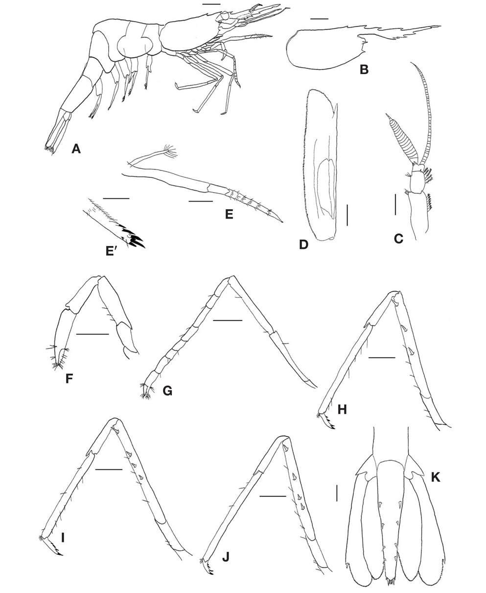 Eualus kuratai, male (CL 8.08 mm). A, Habitus, lateral; B, Carapace, lateral; C, Left antennule, dorsal; D, Right antennal scale, dorsal; E, Left third maxilliped, lateral; E′, Left third maxilliped, distal segment; F, Right 1st pereopod, lateral; G, Left 2nd pereopod, lateral; H, Left 3rd pereopod, lateral; I, Left 4th pereopod, lateral; J, Left 5th pereopod, lateral; K, Telson, dorsal. CL, length of posterior margin of the orbit to the posterior middorsal margin of the carapace. Scale bars: A, B=2 mm, C-K=1 mm, E′=0.5 mm.
