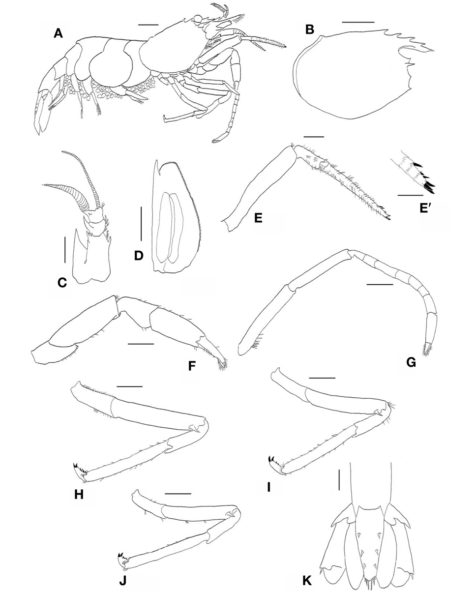 Heptacarpus igarashii, ovigerous female (CL 6.55 mm). A, Habitus, lateral; B, Carapace, lateral; C, Left antennule, dorsal; D, Left antennal scale, dorsal; E, Right third maxilliped, lateral; E′, Right third maxilliped, distal segment; F, Right 1st pereopod, lateral; G, Right 2nd pereopod, lateral; H, Right 3rd pereopod, lateral; I, Right 4th pereopod, lateral; J, Right 5th pereopod, lateral; K, Telson, dorsal. CL, length of posterior margin of the orbit to the posterior middorsal margin of the carapace. Scale bars: A, B=2 mm, C-K=1 mm, E′=0.5 mm.
