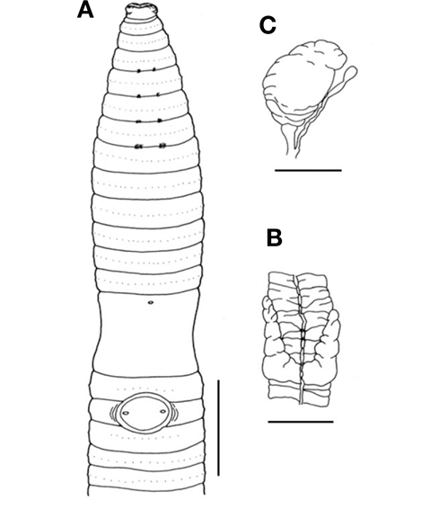 Amynthas angtanensis sp. nov. A, Ventral view; B, Intestinal caeca; C, Spermathecae. Scale bars: A=2.5 mm, B=1 mm, C=2 mm.