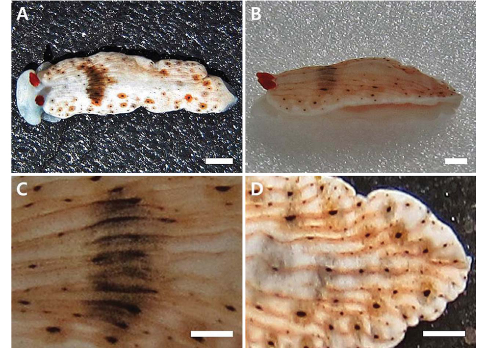 Dermatobranchus otome Baba, 1992. A, Dorsal view, living animal (body length, 13 mm); B, Lateral view, preserved specimen; C, Dorsal transversal band; D, Black spots on dorsum. Scale bars: A-D=1mm.