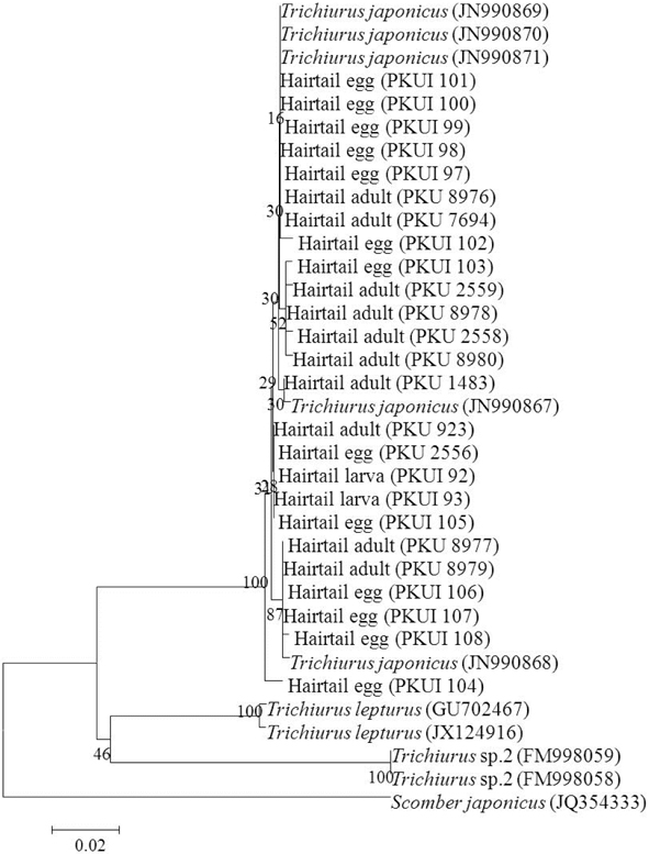 Neighbor joining tree based on partial mitochondrial DNA cytochrome oxidase subunit I sequences, showing the relationships among eggs, larvae and adults of hairtail from Korea, and three Trichiurus species with one outgroup (Scomber japonicus). The tree was constructed using the Kimura-2 parameter model (Kimura, 1980) and 1,000 bootstrap replications. The bar indicates a genetic distance of 0.02.