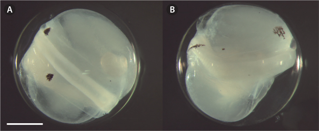 Egg development of the hairtail from Korea. (A) Middle formation stage of embryo, stellate shaped melanophores were diagonally distributed on the fin folds, 1.74 mm ED. (B) Fully formation stage of embryo, stellate shaped melanophores were changed to branch shaped melanophores, 1.79 mm ED. Scale bar = 0.5 mm.