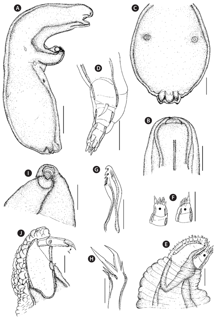 Parabrachiella bera, female: (A) habitus, lateral, (B) dorsal shield of cephalotorax, (C) trunk, ventral, (D) antennule, (E) antenna, (F) tip of antenna, (G) mandible, (H) maxillule, (I) maxilla, (J) maxilliped. Scale bars: A = 0.4 mm, B, C = 0.2 mm, D-J = 0.02 mm.