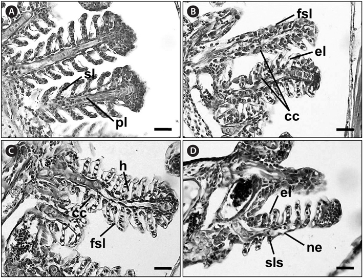 Histological gill sections from individuals after subchronic and chronic toxicity tests in the marine medaka Oryzias dancena, performed for 28 and 42 days, respectively. (A) Control. (B) 2 mg/L Basta. (C) 4 mg/L Basta. (D) 8 mg/L Basta. cc, chloride cell; el, epithelial lifting; fsl, fusion of the distal end of secondary lamellae; h, hypertrophy; ne, necrosis; pl, primary lamella; sl, secondary lamella; sls, secondary lamella shortening. Hematoxylin and eosin staining. Scale bars: A-D = 20 μm.