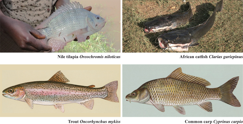 The plate showing the commonly farmed freshwater fishes in Kenya.