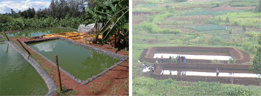 The plate showing liner and earthen ponds in Kenya. Picture by Jonathan Mbonge Munguti.