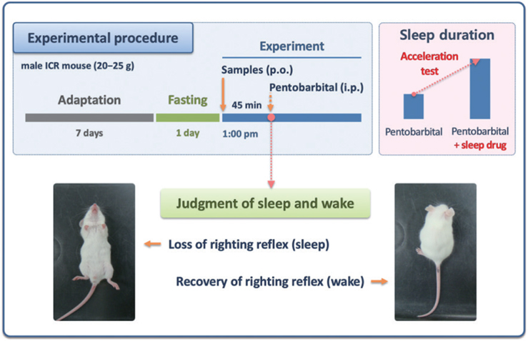 The experimental procedure of the pentobarbital-induced sleep test in mice.